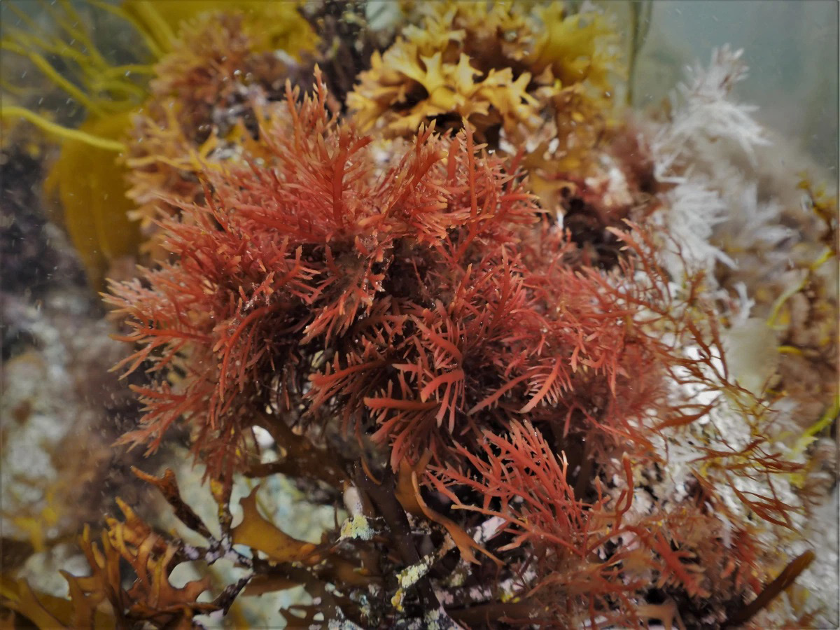 Algae