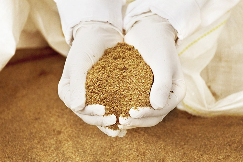 Fish Meal