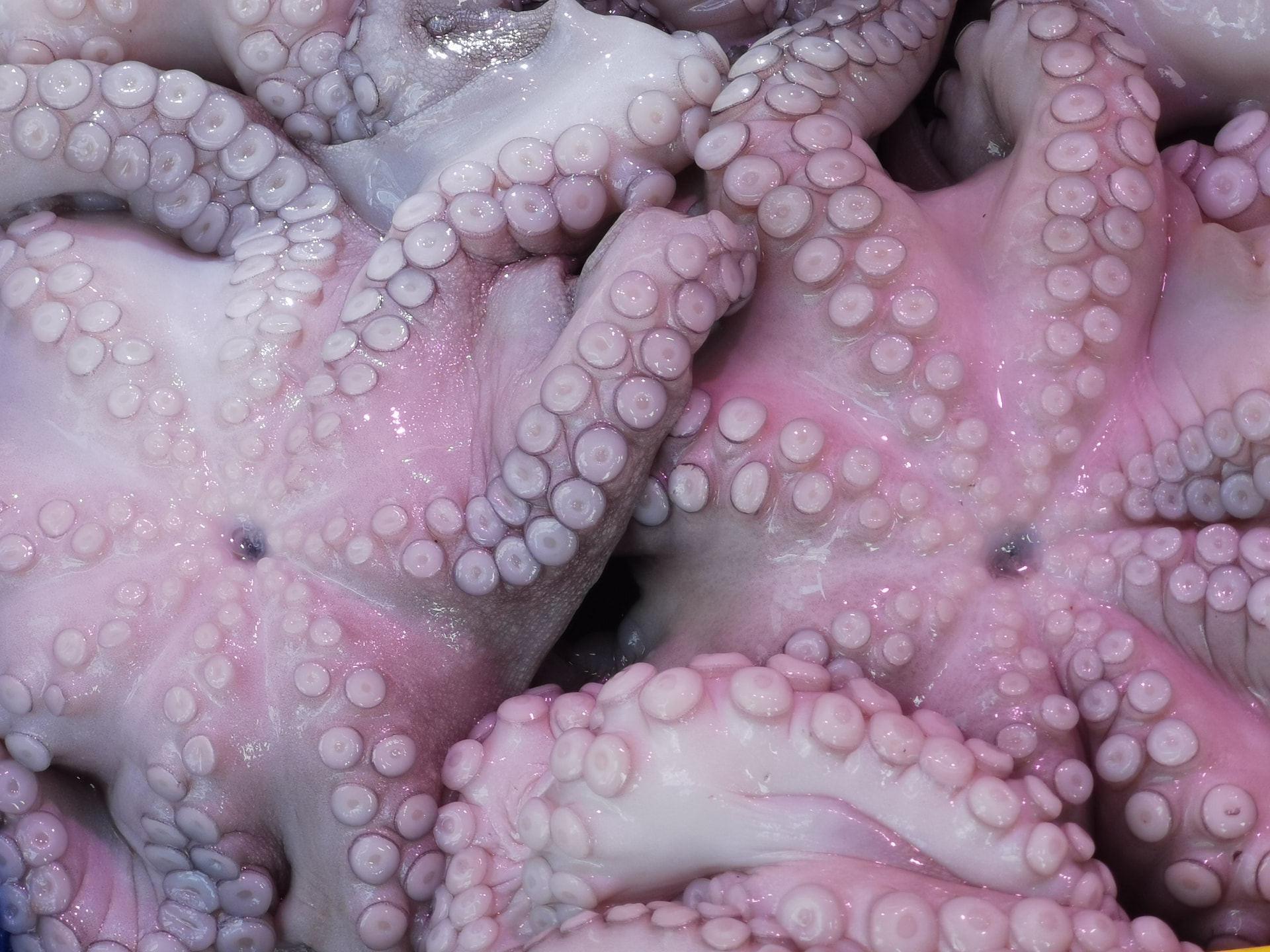 Cephalopods